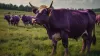 La Vaca Púrpura
