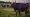 La Vaca Púrpura
